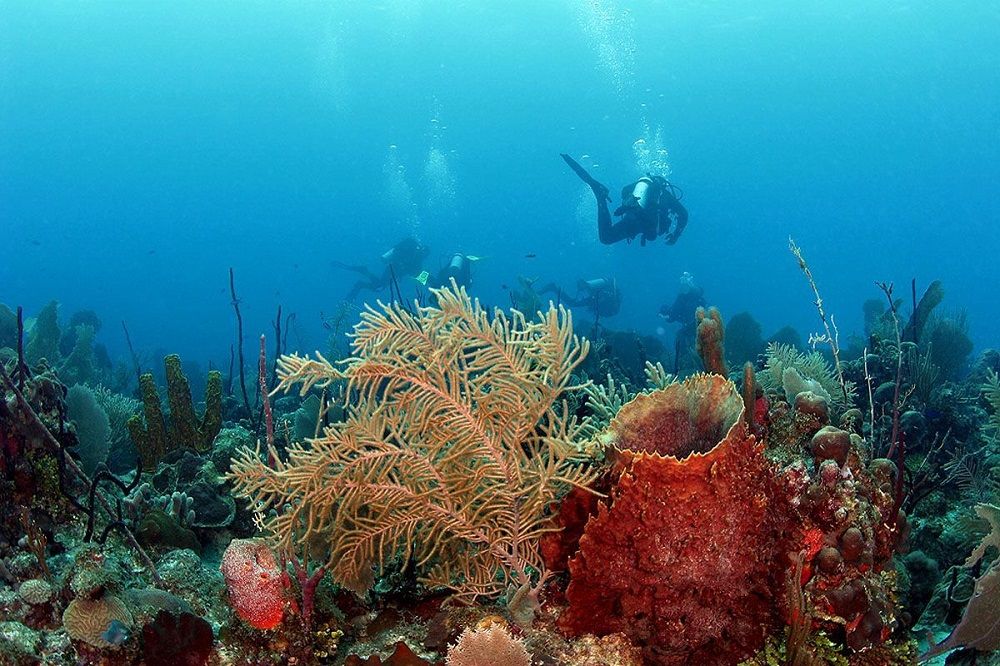 bayahibe underwater